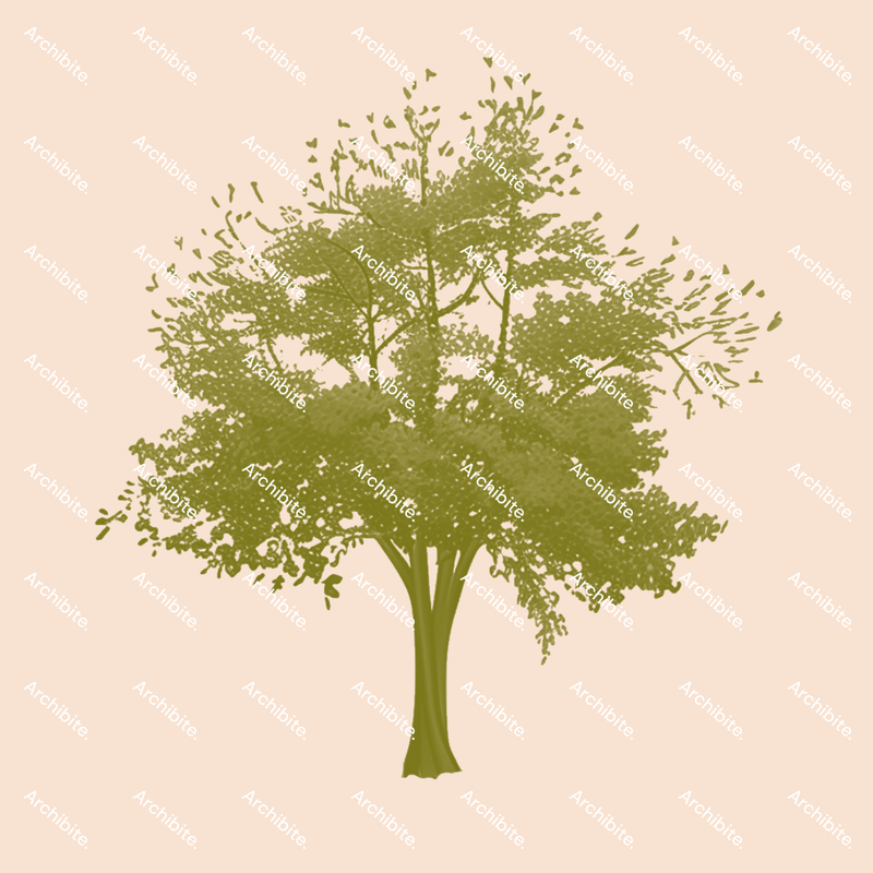 Photoshop Brushes Autumn Trees Elevation