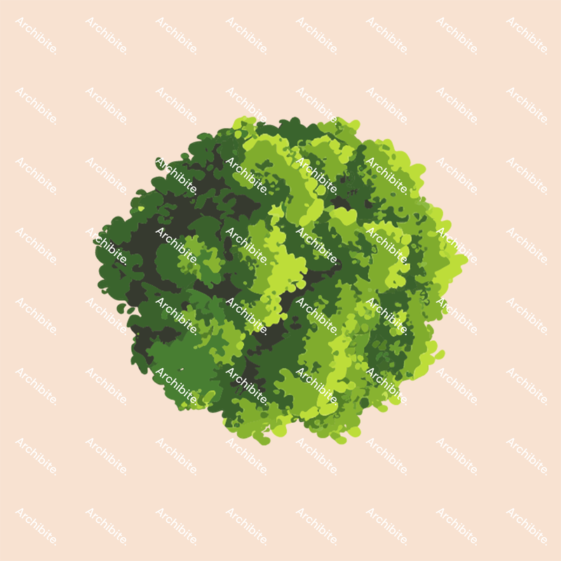 Vector Summer Trees Plan