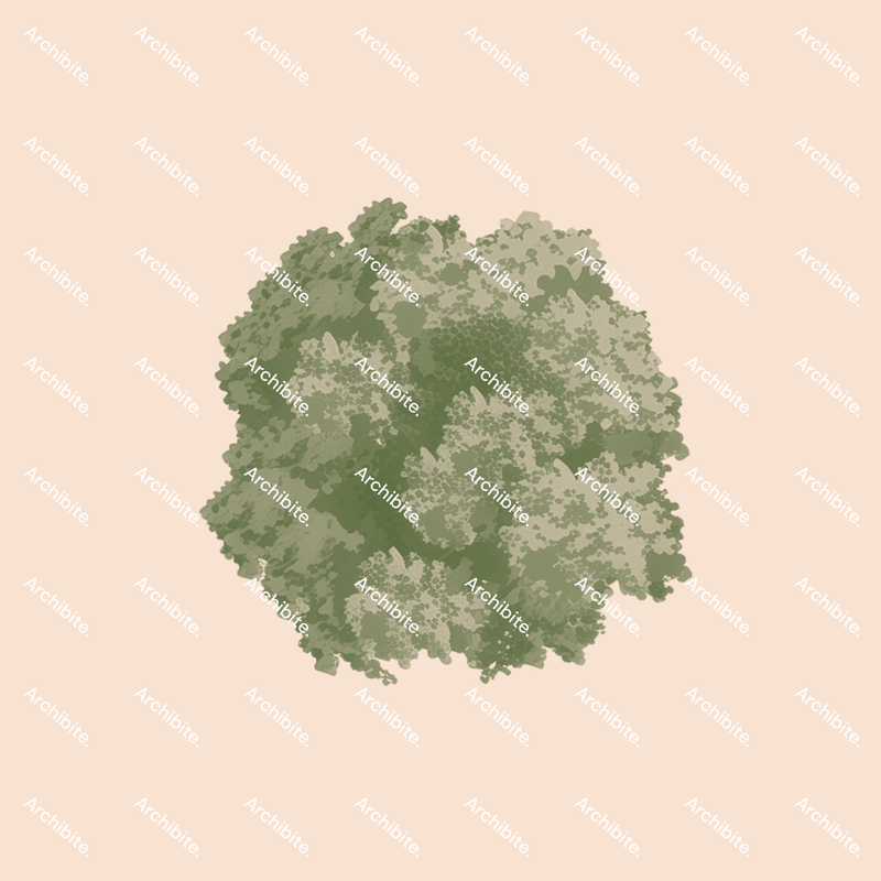 Photoshop Brushes Summer Trees Plan