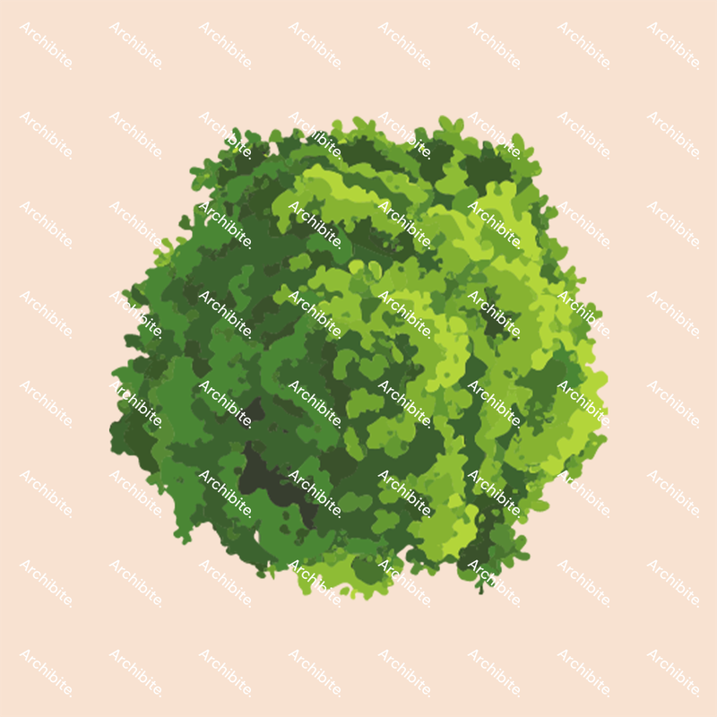 Vector Summer Trees Plan