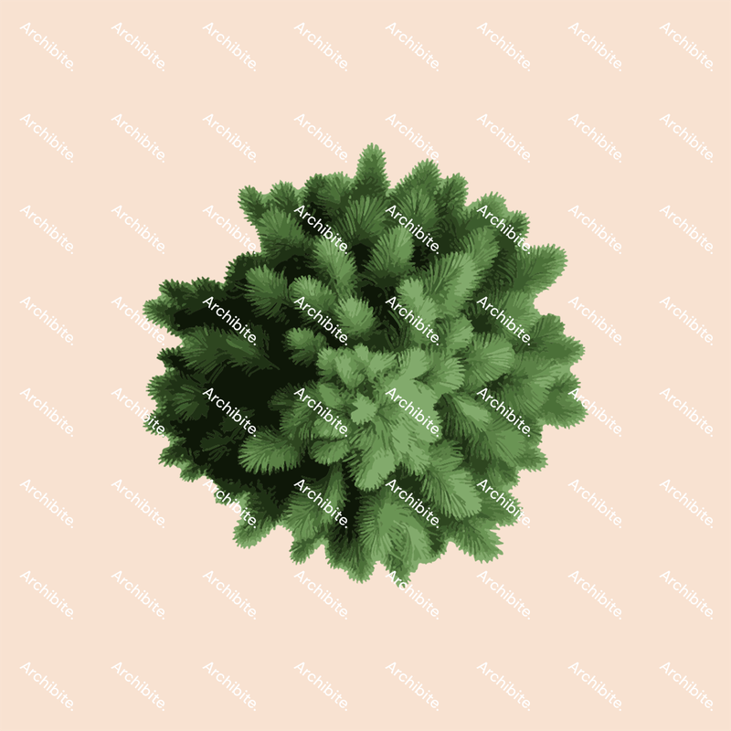 Vector Conifer Trees Plan