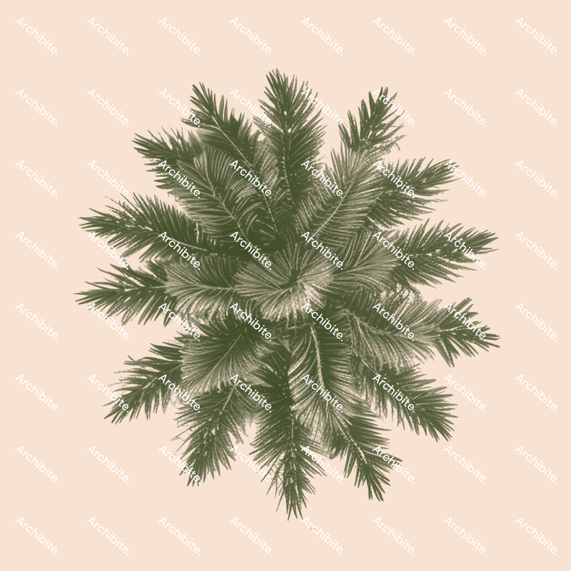 Photoshop Brushes Conifer Trees Plan