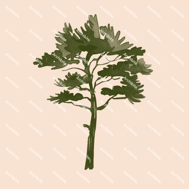 Photoshop Brushes Conifer Trees Elevation