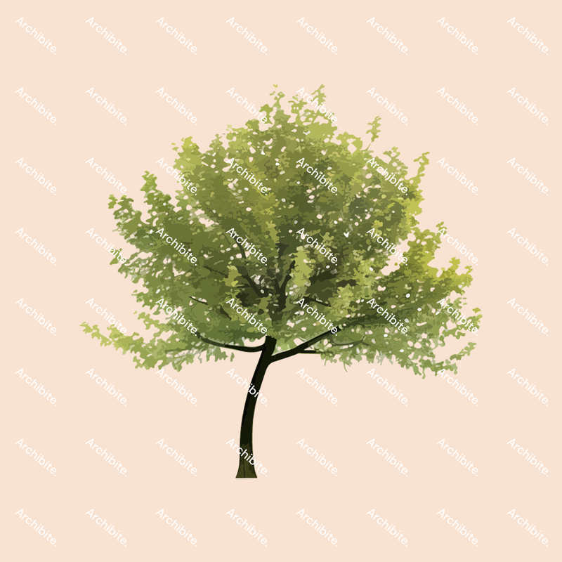 Vector Summer Trees Elevation