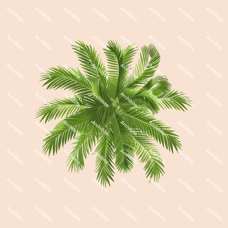 Vector Palm Trees Plan