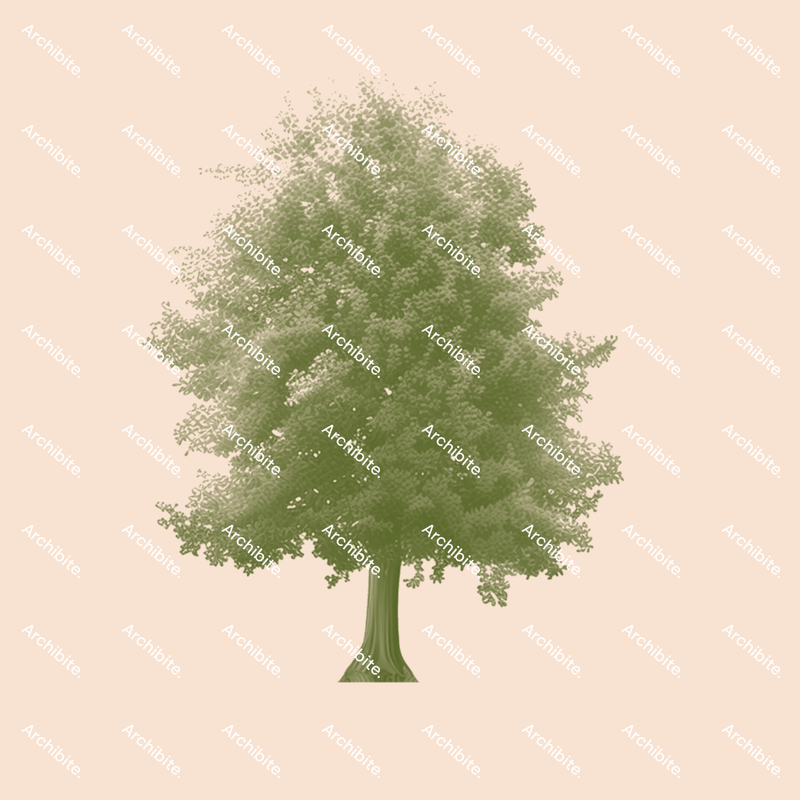 Photoshop Brushes Summer Trees Elevation