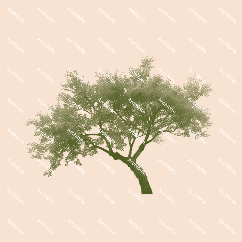 Photoshop Brushes Summer Trees Elevation