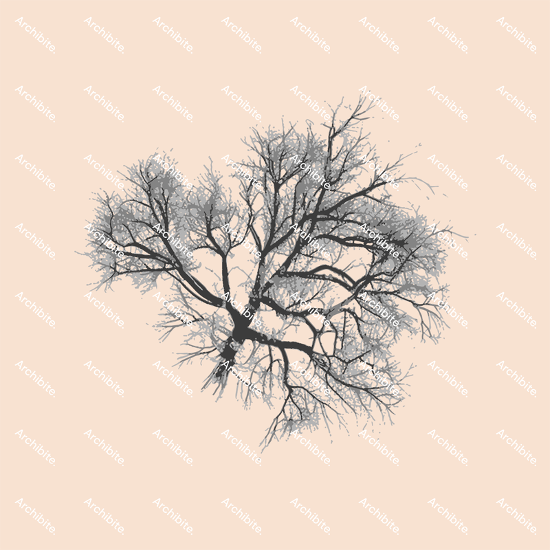 Vector Winter Trees Plan