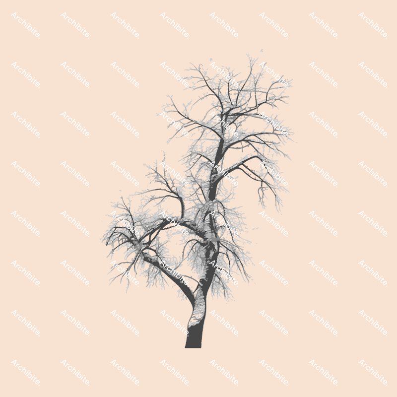 Photoshop Brushes Winter Trees Elevation